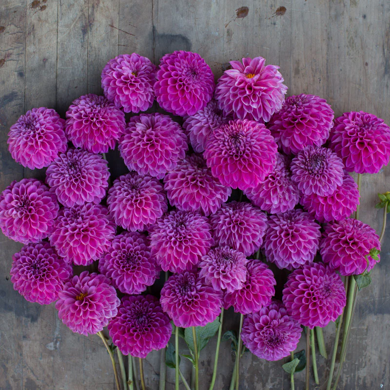 Dahlia Chimacum Katie - Image 3