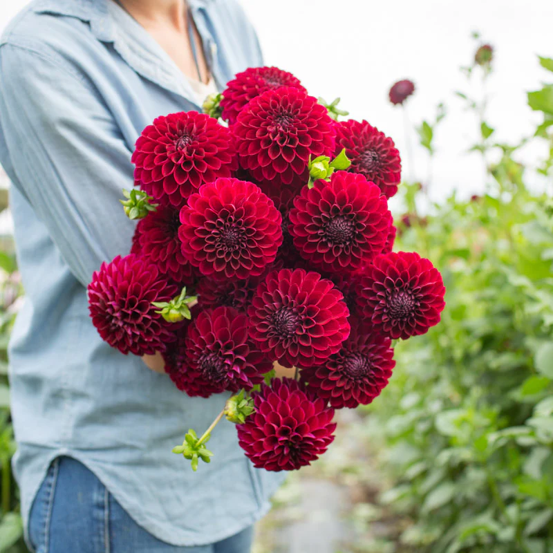 Dahlia Chimacum Night