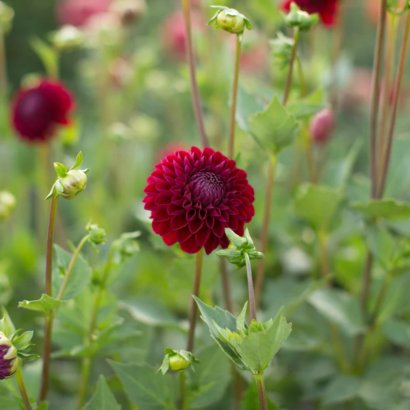 Dahlia Chimacum Night - Image 2