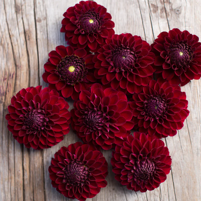 Dahlia Chimacum Night - Image 3