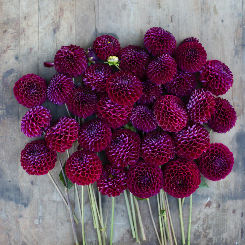 Dahlia Chimacum Troy - Image 2