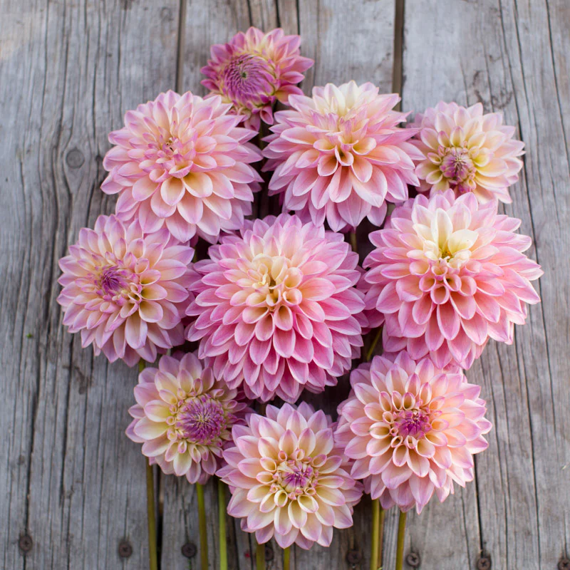 Dahlia Coralie - Image 3