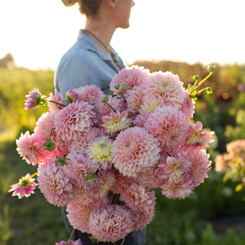 Dahlia Coralie - Image 4