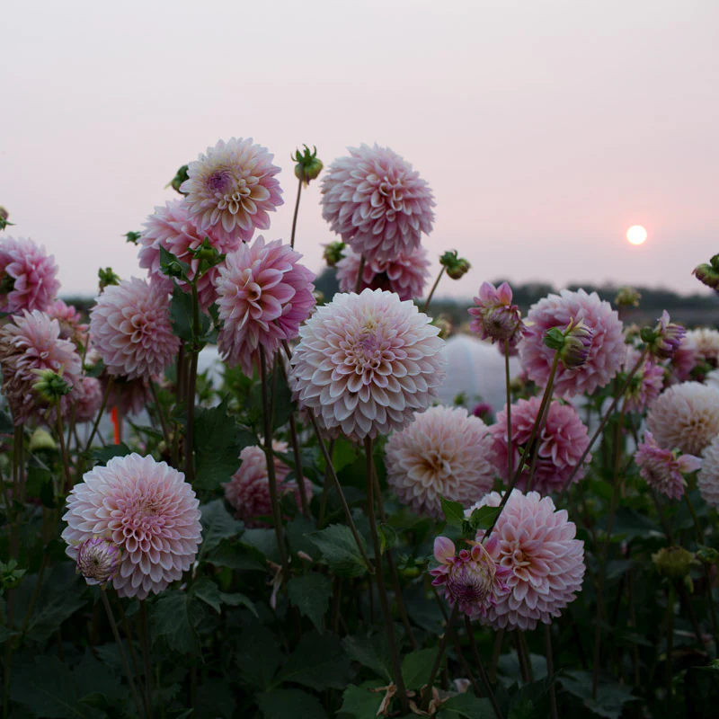 Dahlia Coralie - Image 5