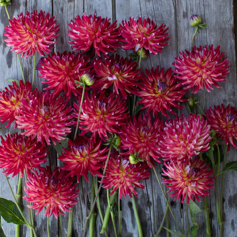 Dahlia Crazy 4 Jessie - Image 3