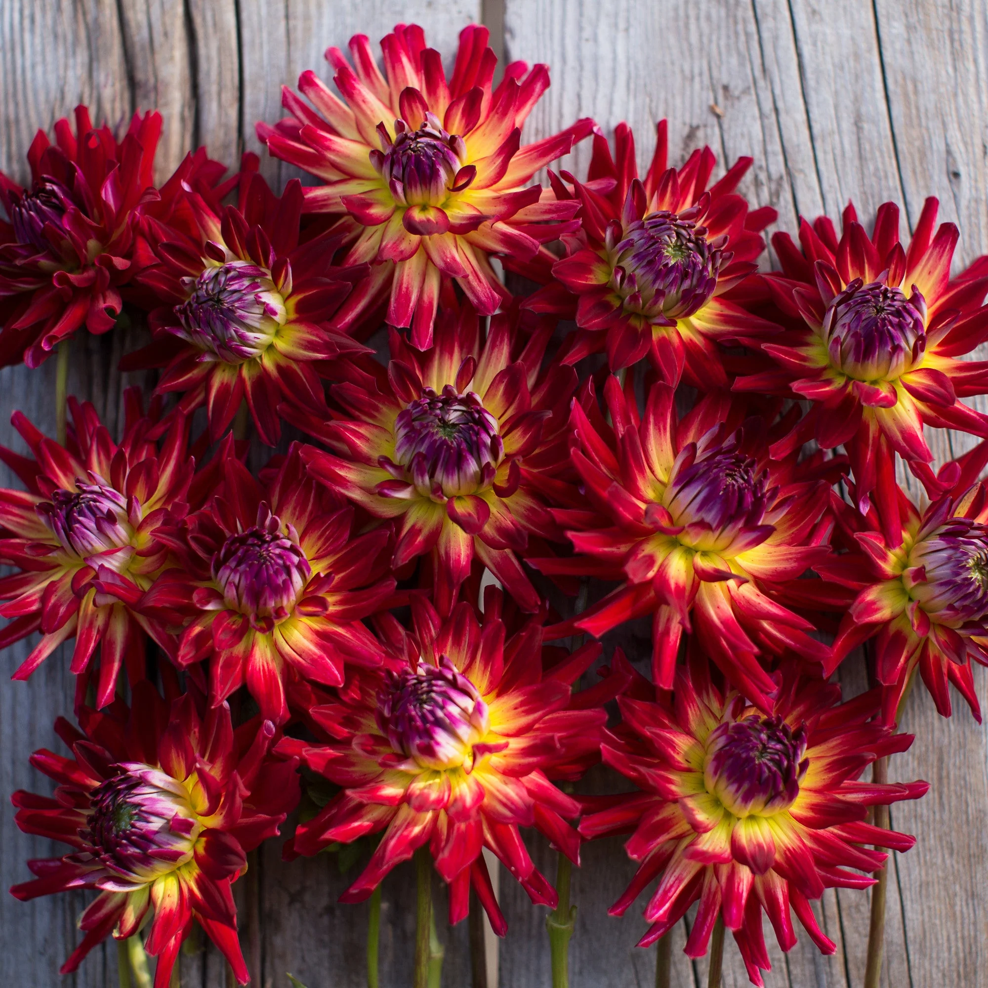 Dahlia Crazy 4 Jessie - Image 4
