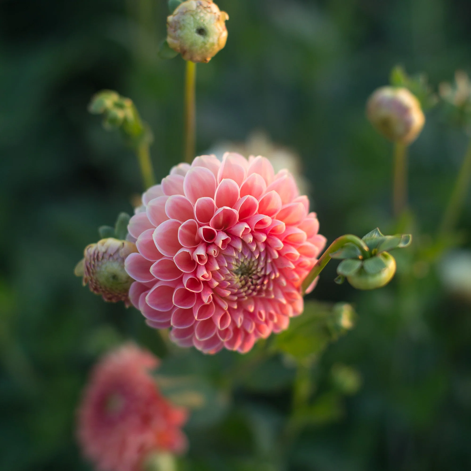 Dahlia Crichton Honey - Image 3