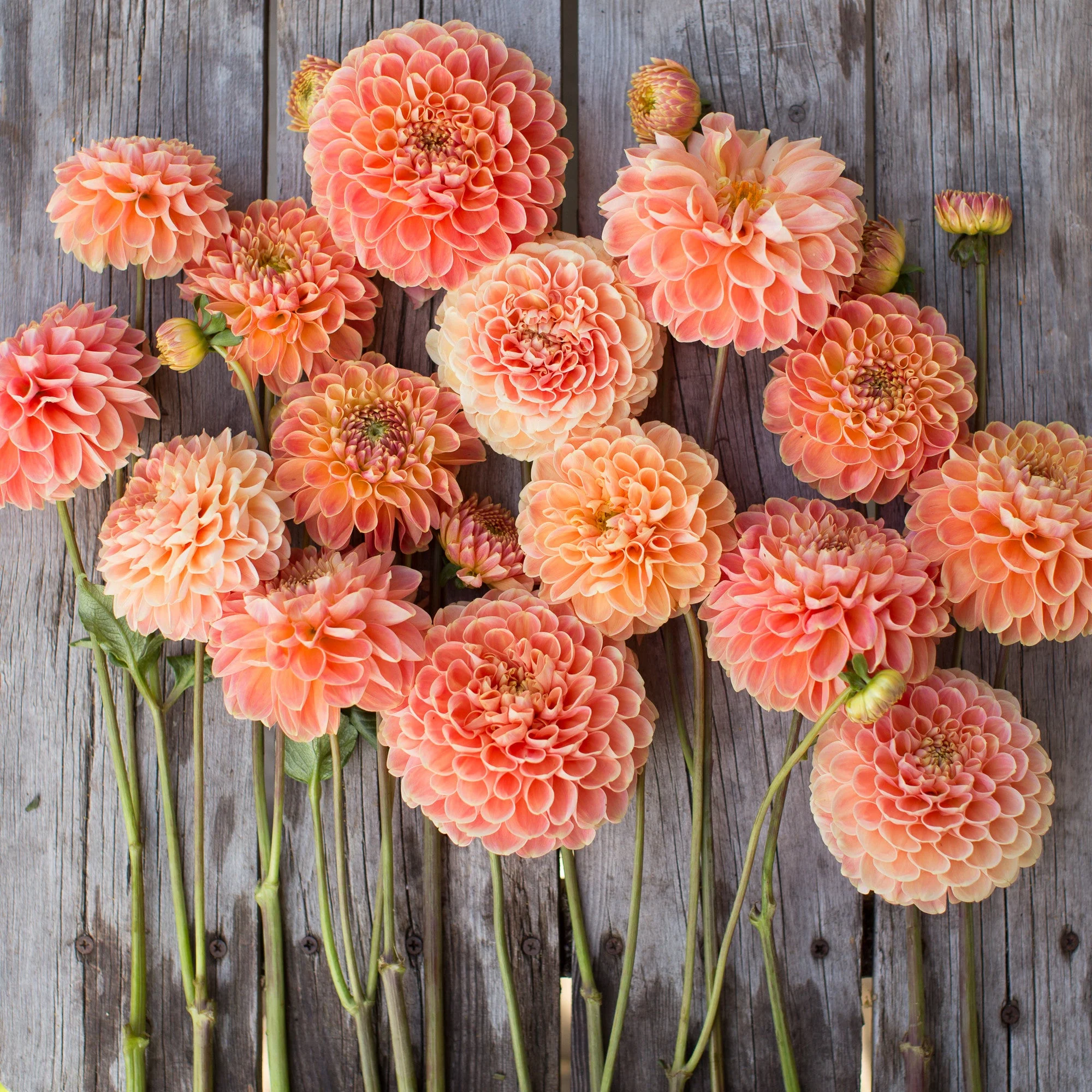 Dahlia Crichton Honey - Image 4