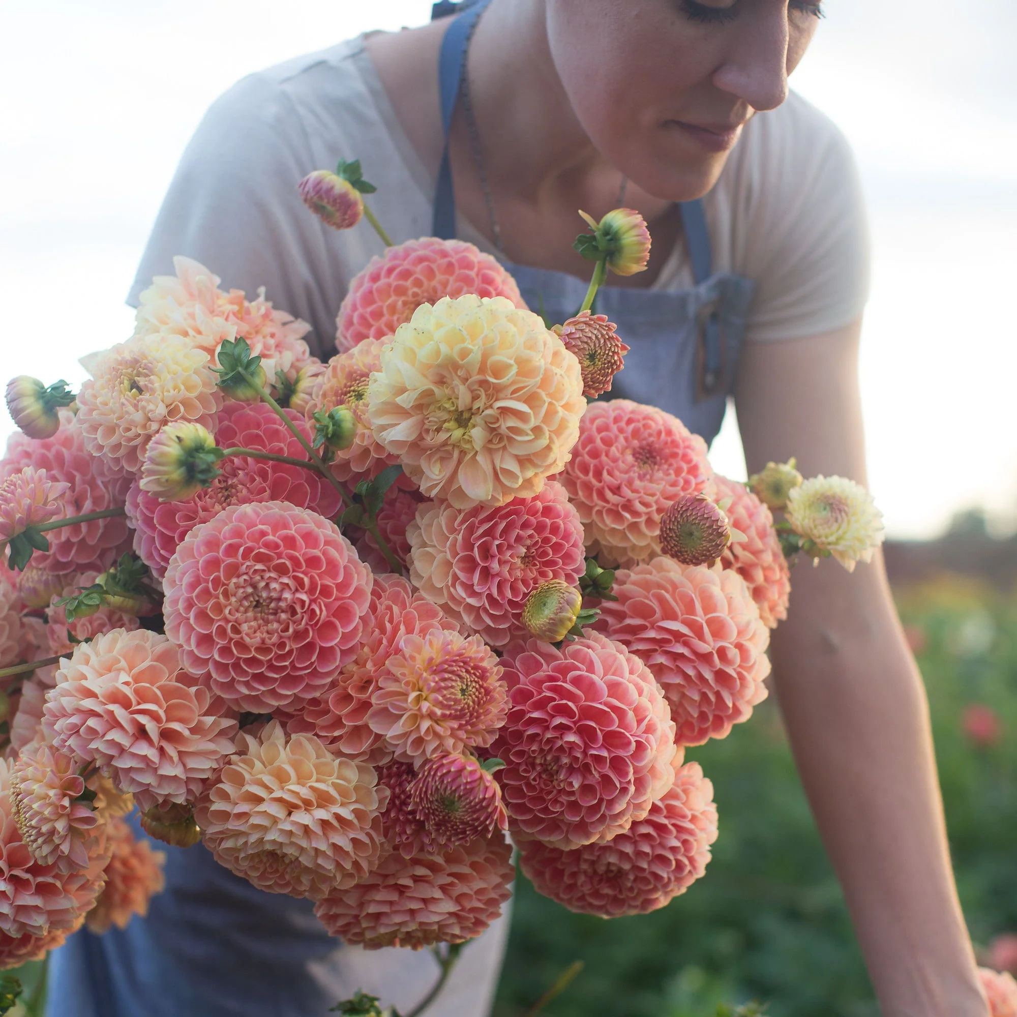 Dahlia Crichton Honey - Image 5