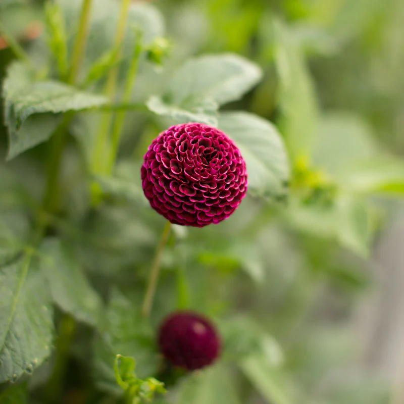 Dahlia Crossfield Ebony - Image 2