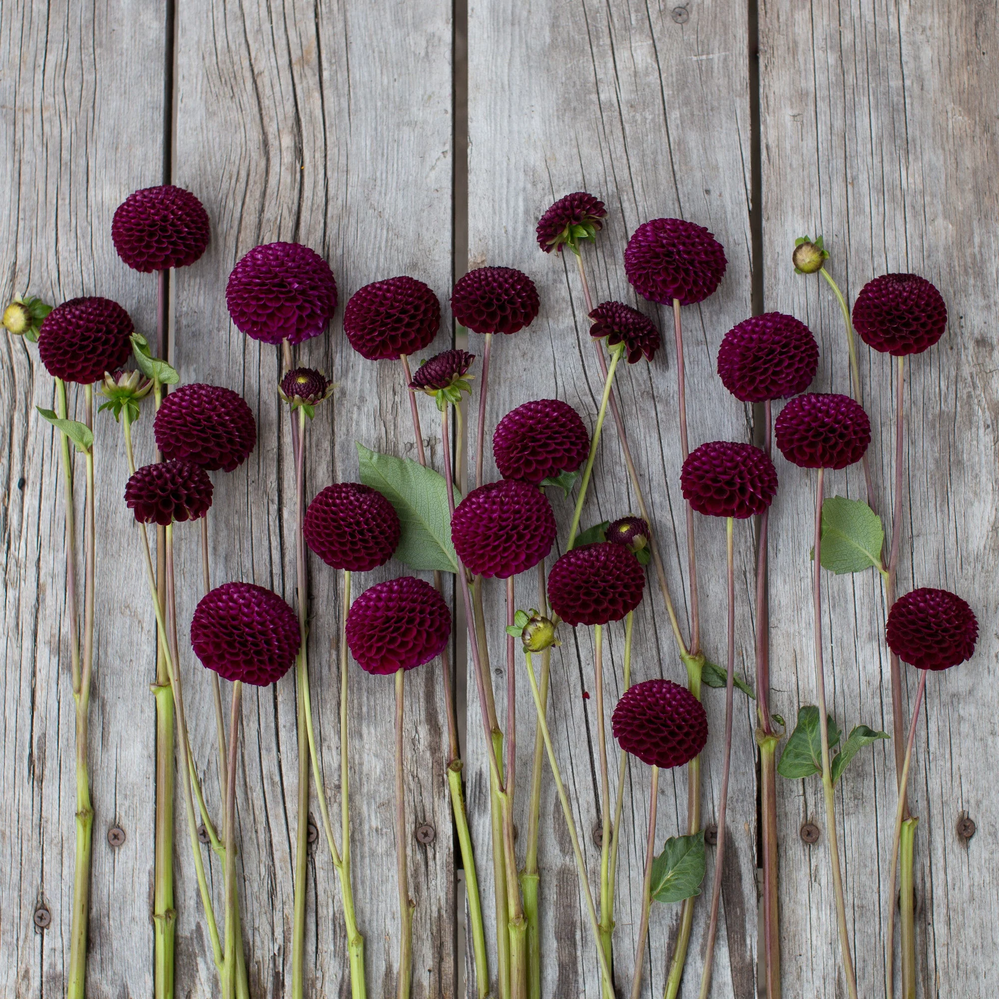 Dahlia Crossfield Ebony - Image 3