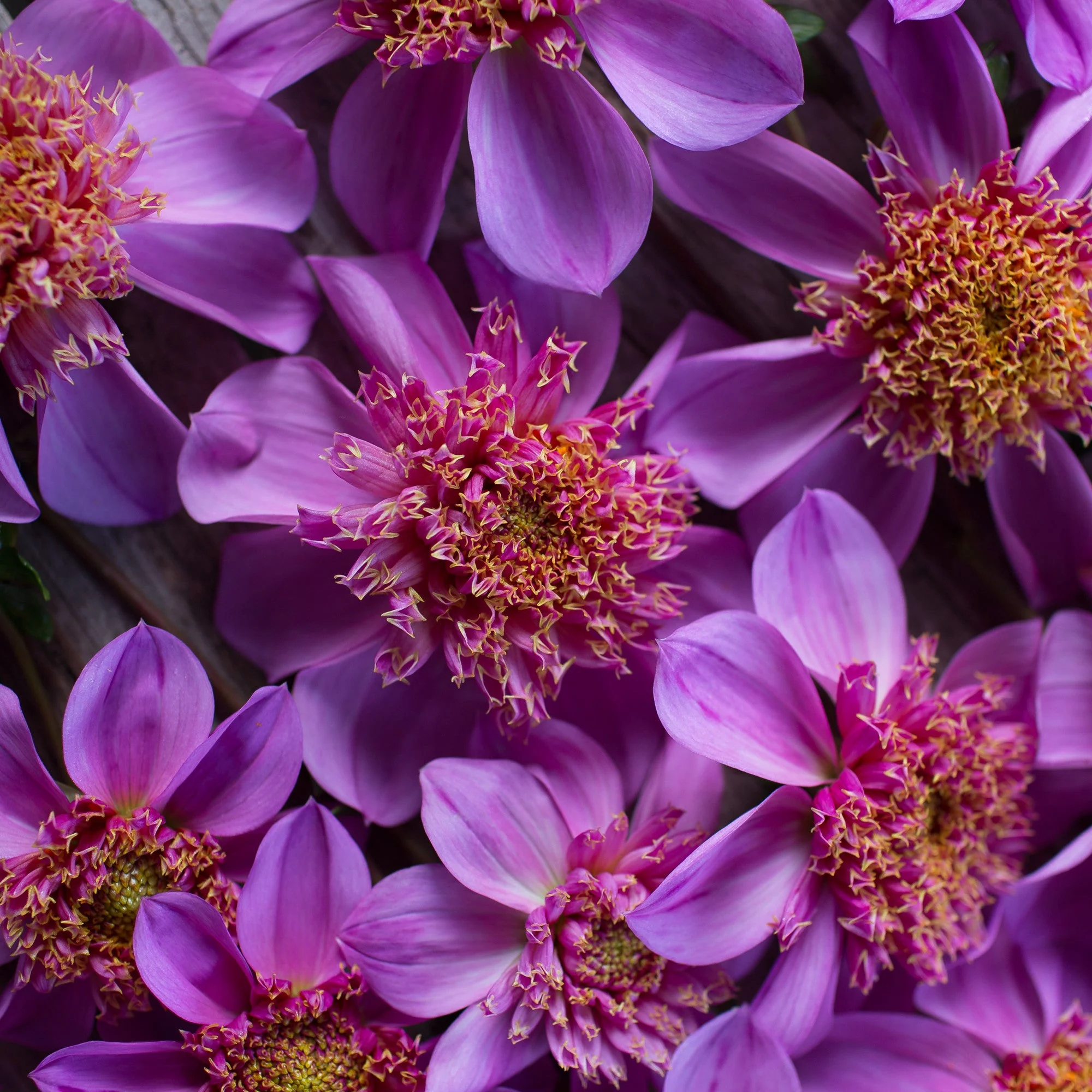 Dahlia Dad’s Favorite - Image 3
