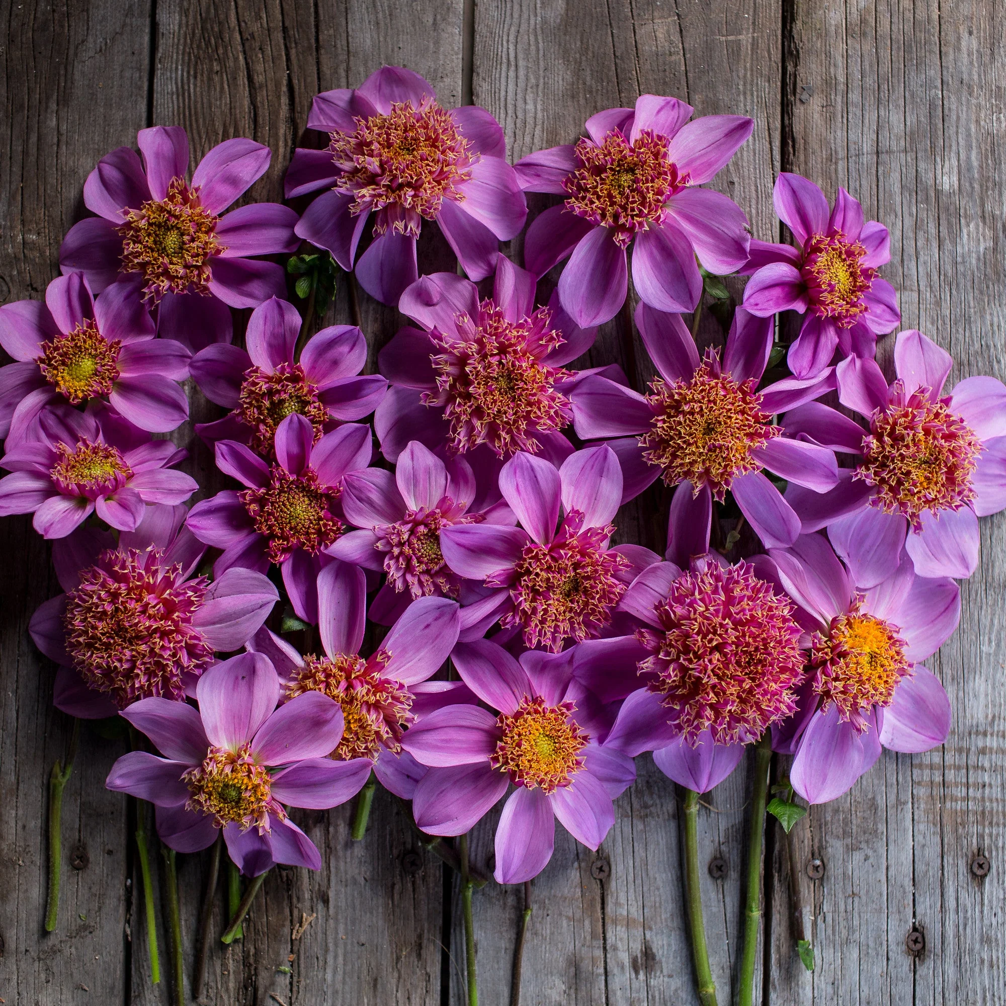 Dahlia Dad’s Favorite - Image 4