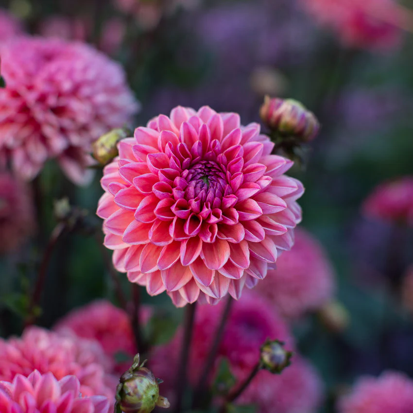 Dahlia Daisy Duke - Image 2