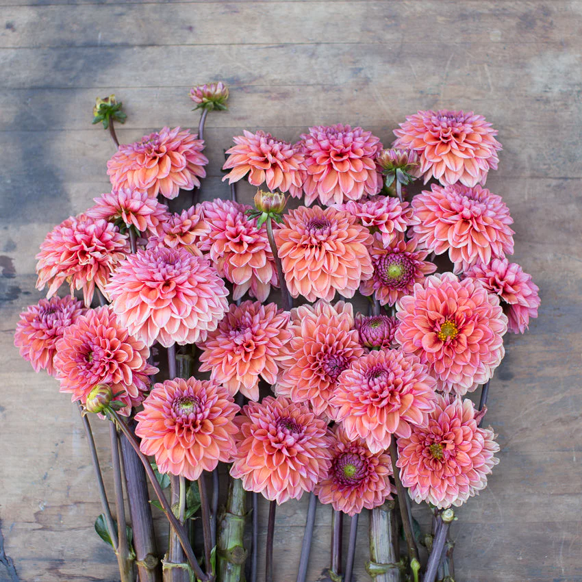 Dahlia Daisy Duke - Image 3