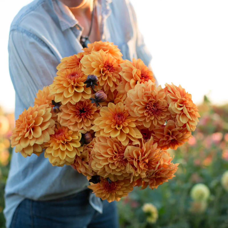 Dahlia David Howard