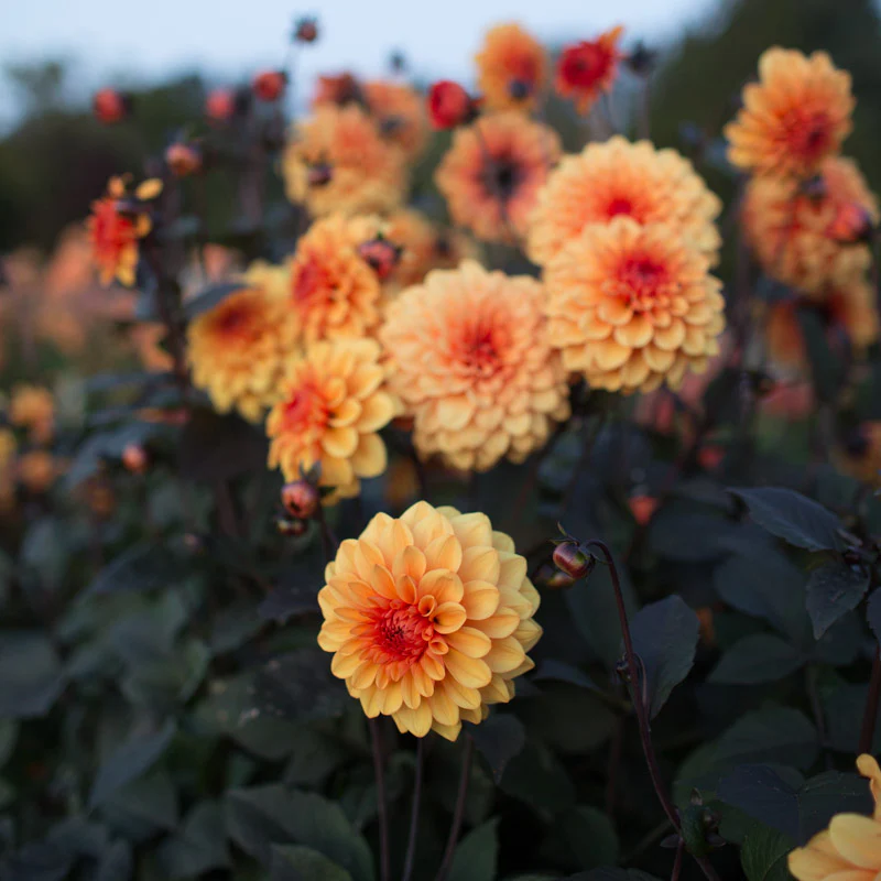 Dahlia David Howard - Image 2