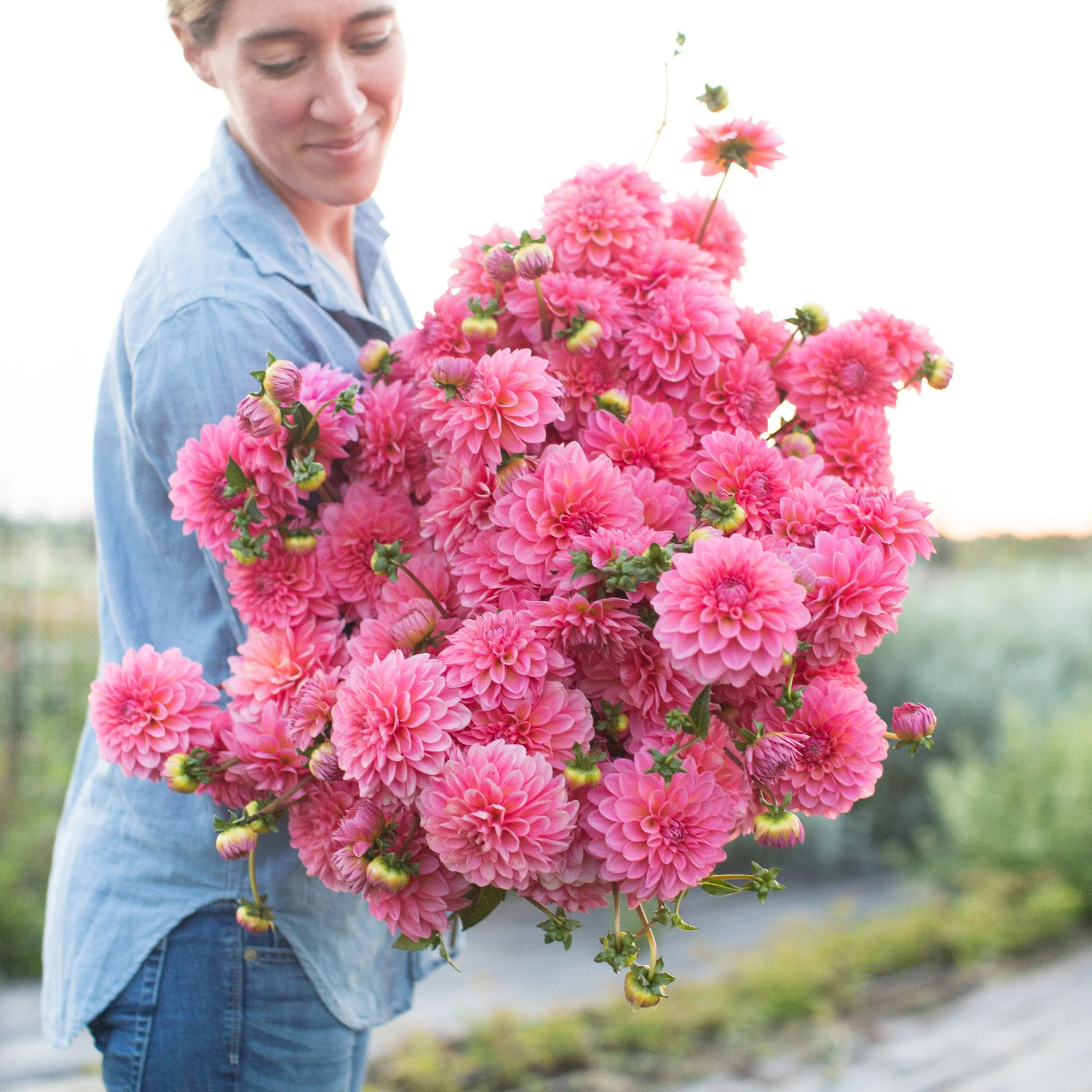 Dahlia Doris Duke