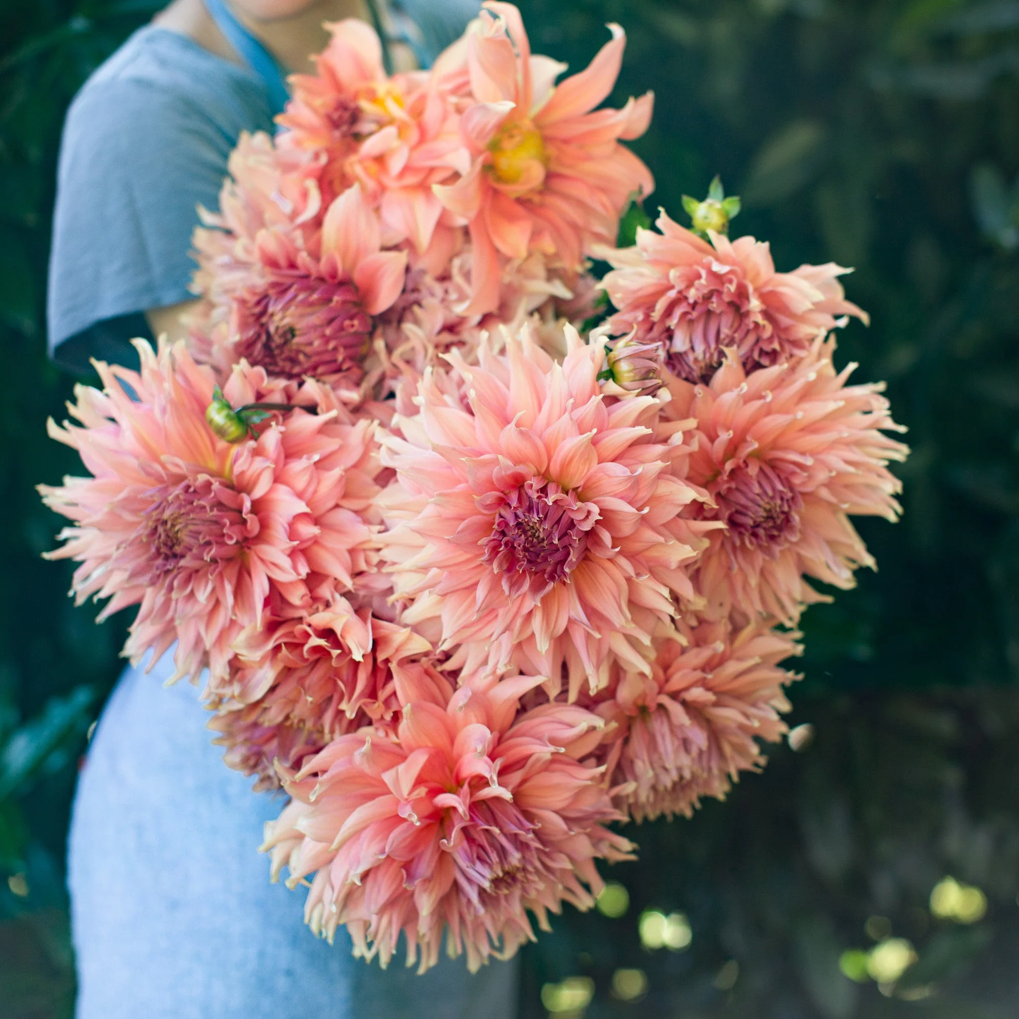 Dahlia Fairway Spur