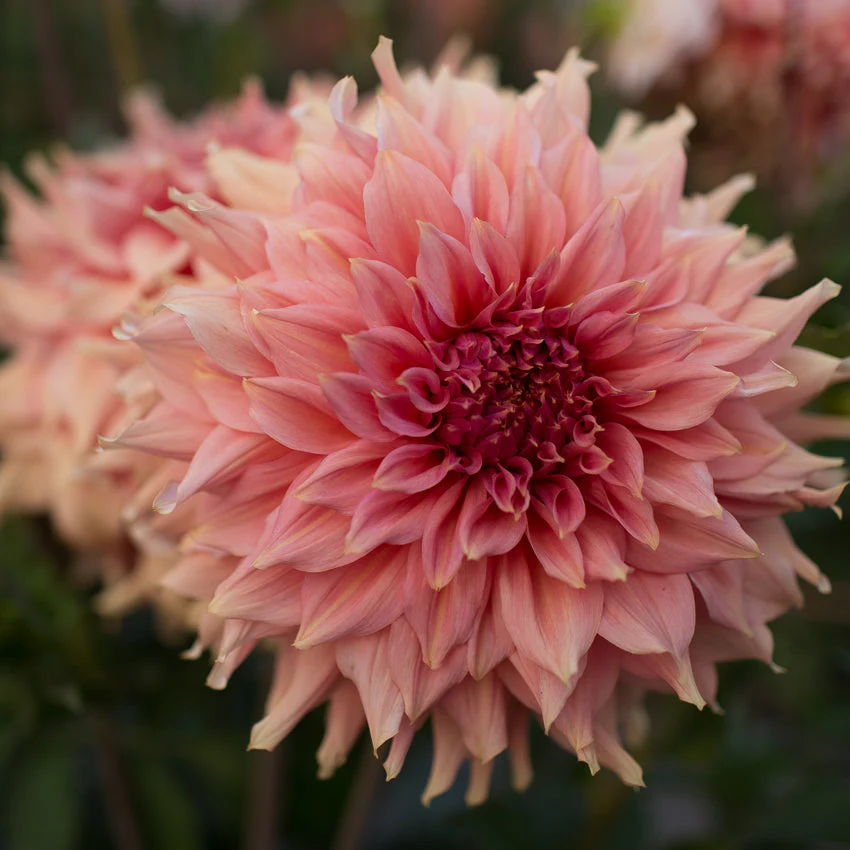 Dahlia Fairway Spur - Image 2