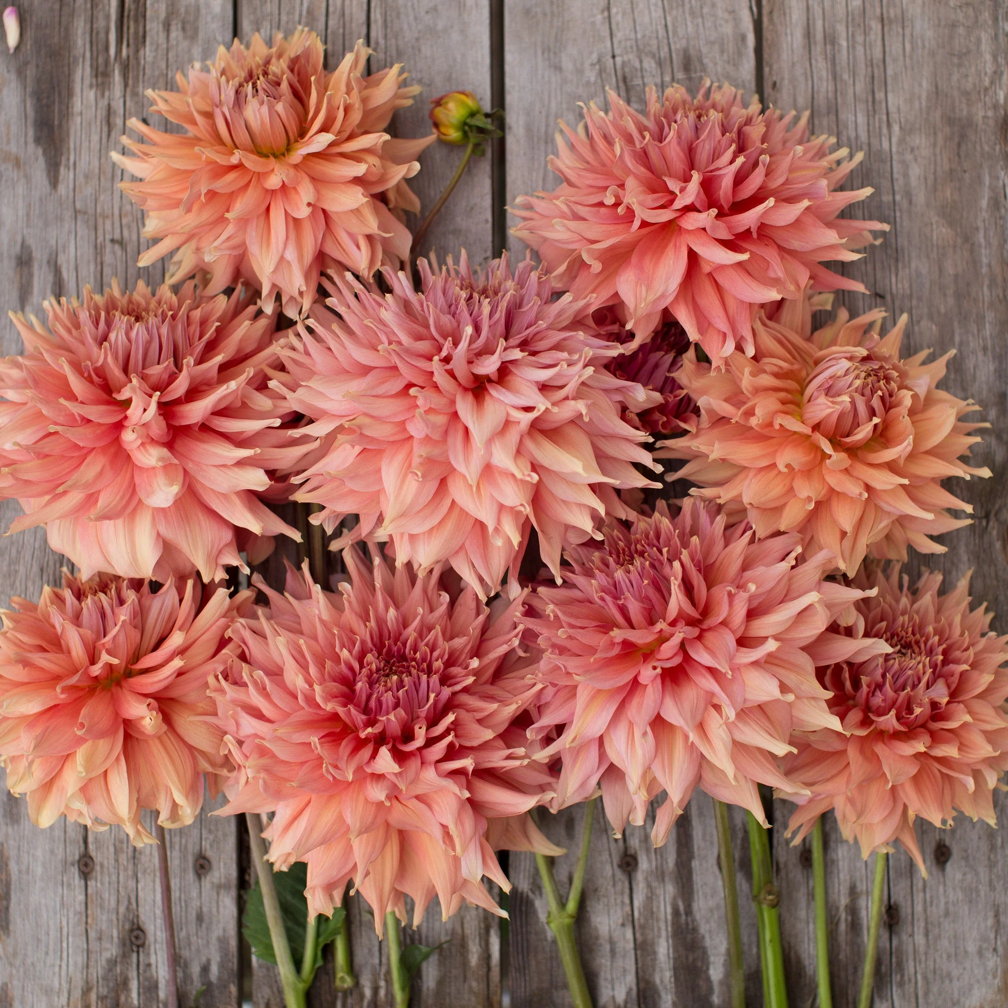 Dahlia Fairway Spur - Image 3
