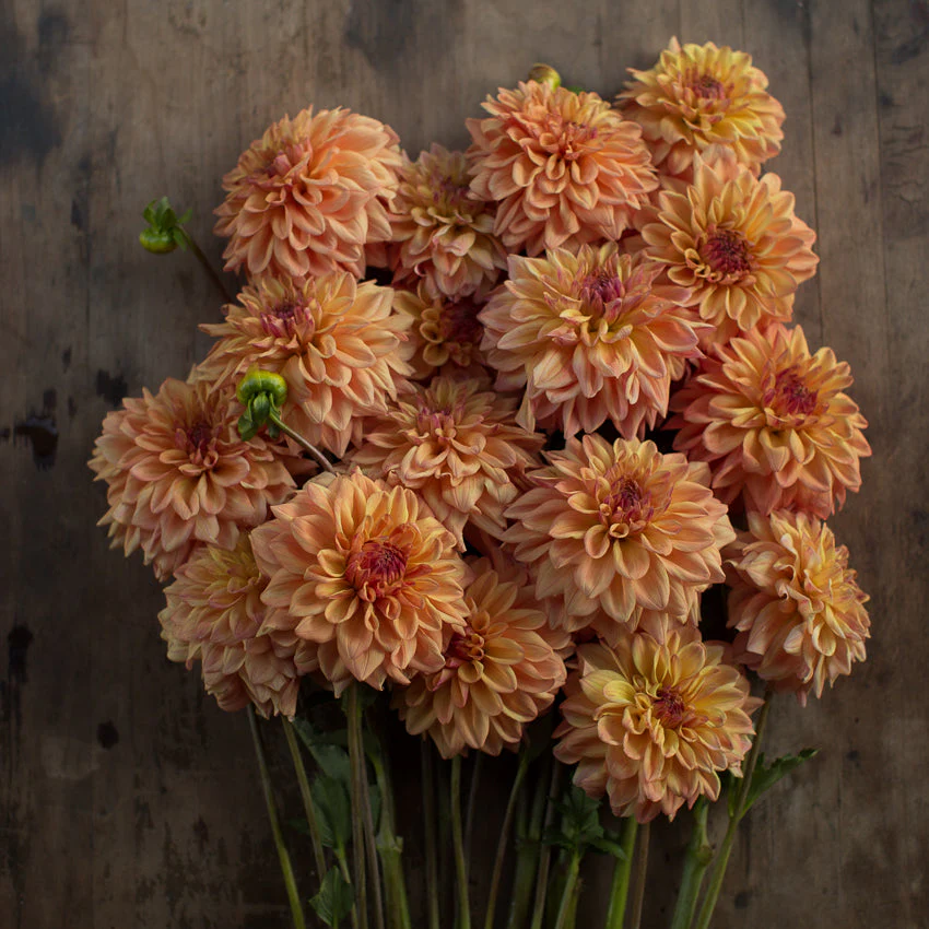 Dahlia Ferncliff Copper - Image 3