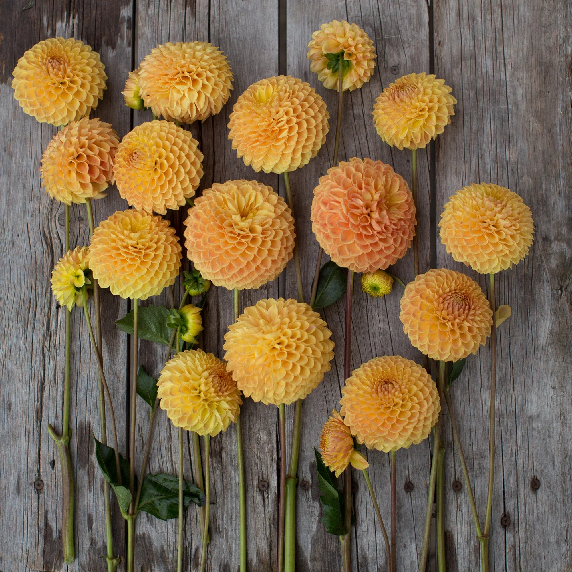 Dahlia Formby Crest - Image 3