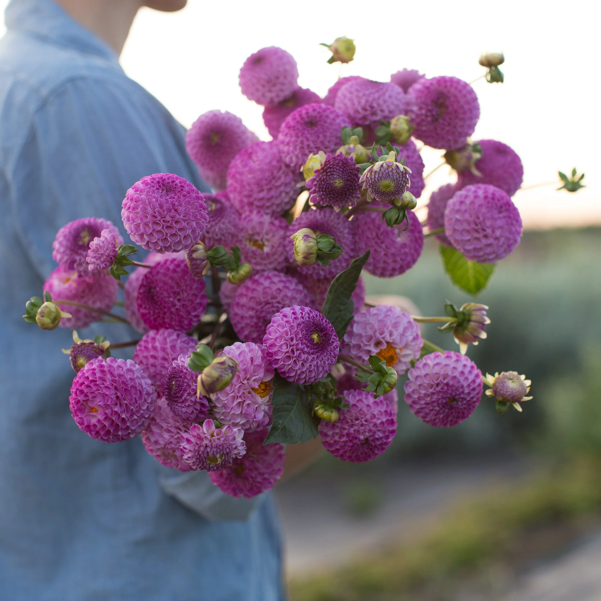 Dahlia Frank Holmes