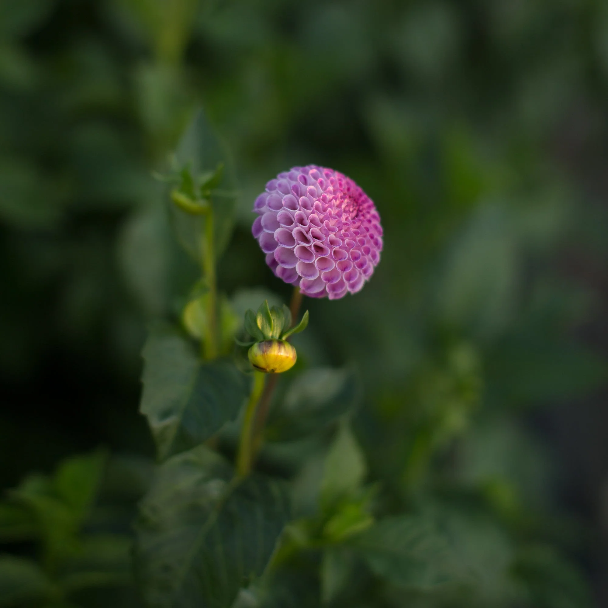 Dahlia Frank Holmes - Image 2