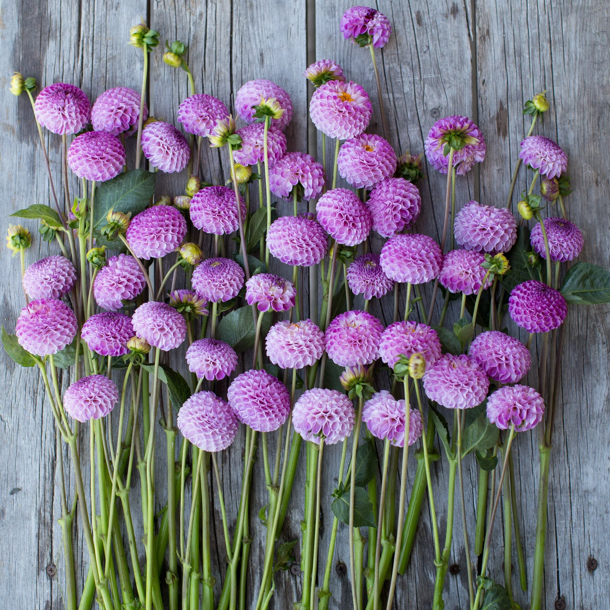 Dahlia Frank Holmes - Image 3