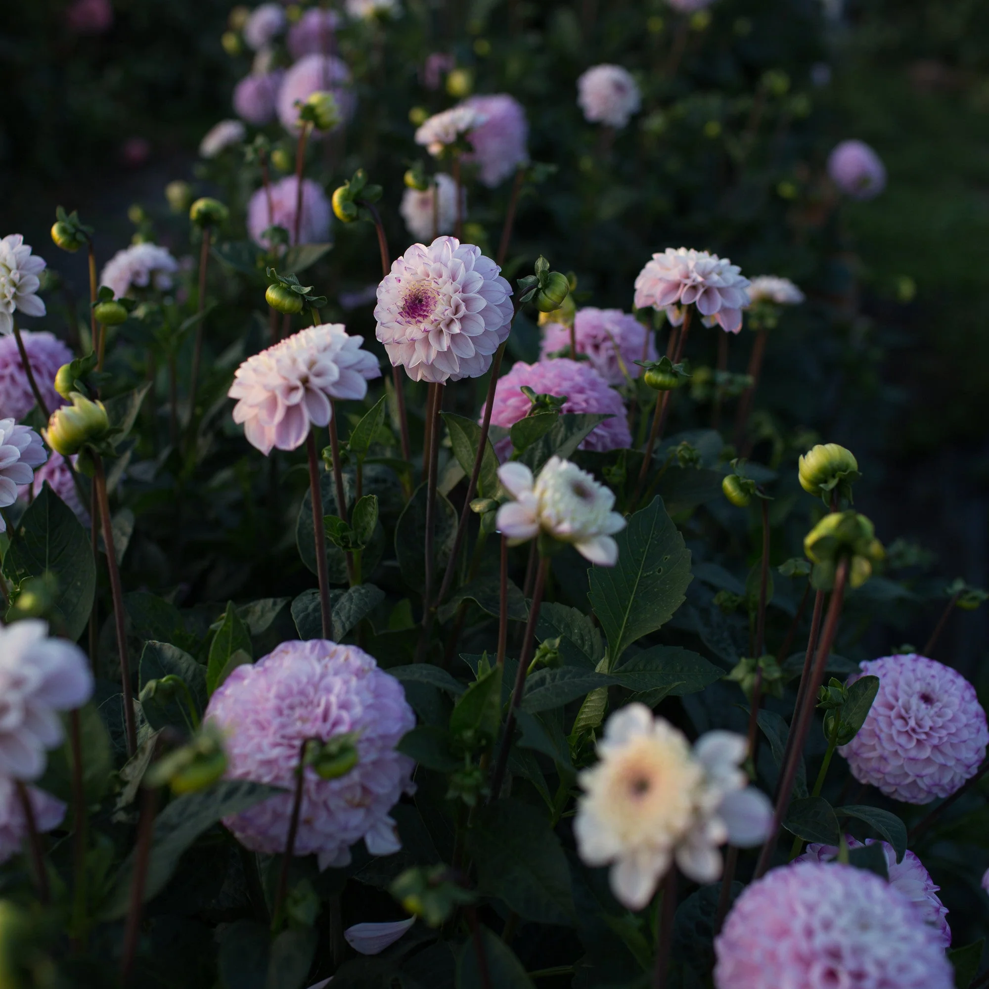 Dahlia Genova - Image 2