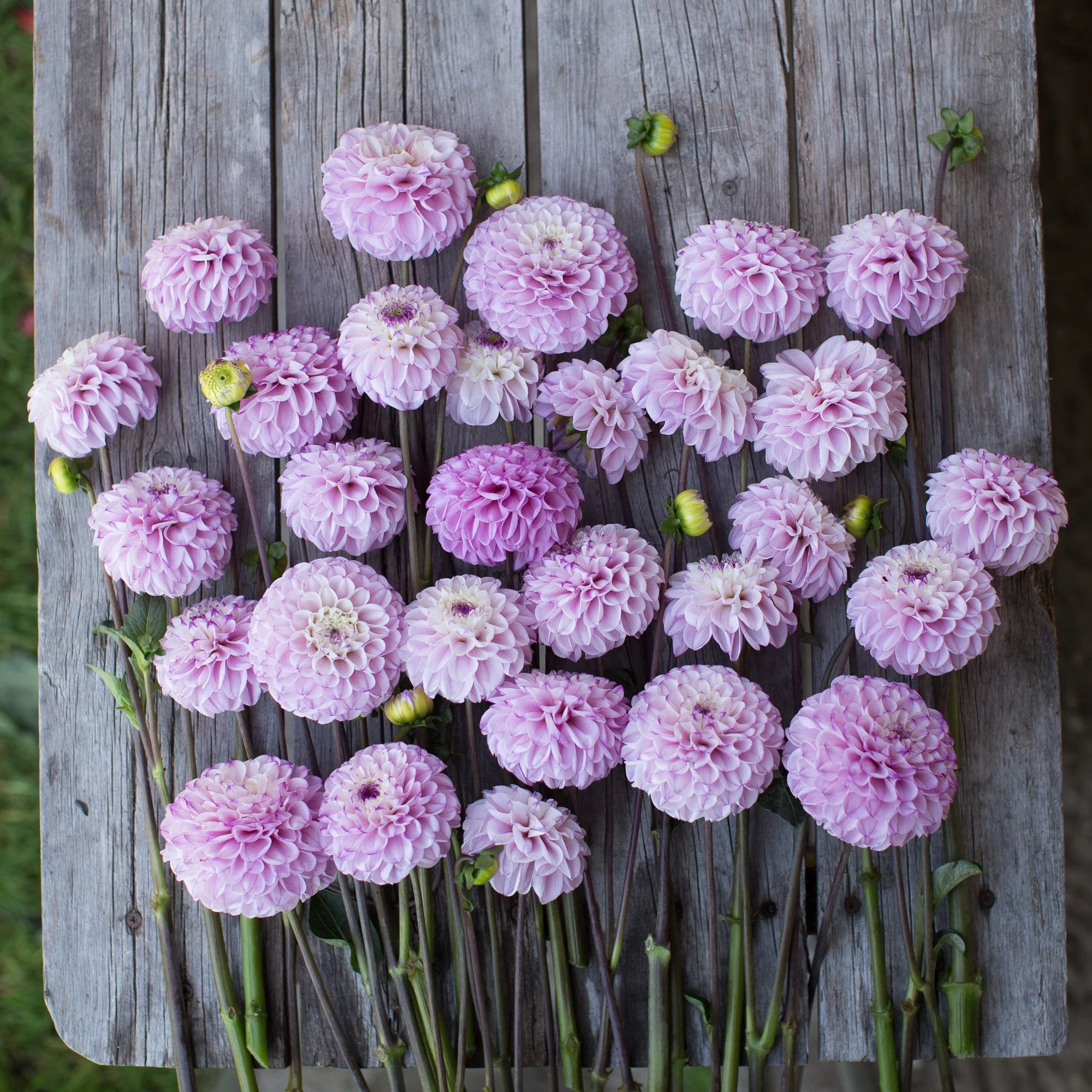 Dahlia Genova - Image 3