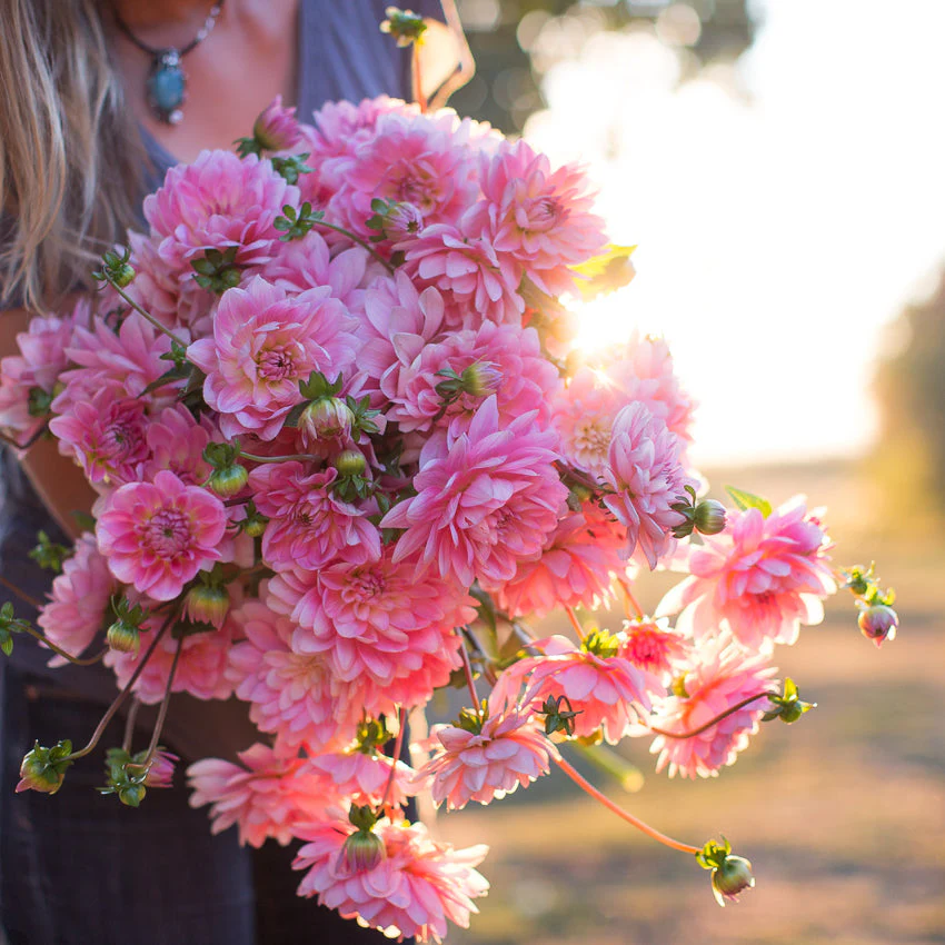 Dahlia Gerrie Hoek