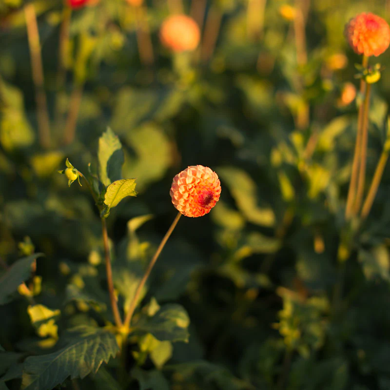 Dahlia Ginger Willo - Image 2