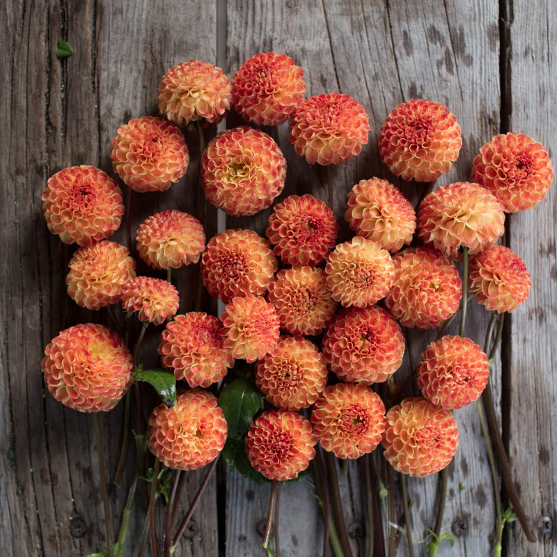 Dahlia Ginger Willo - Image 3