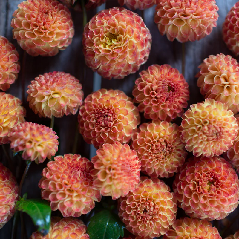 Dahlia Ginger Willo - Image 4