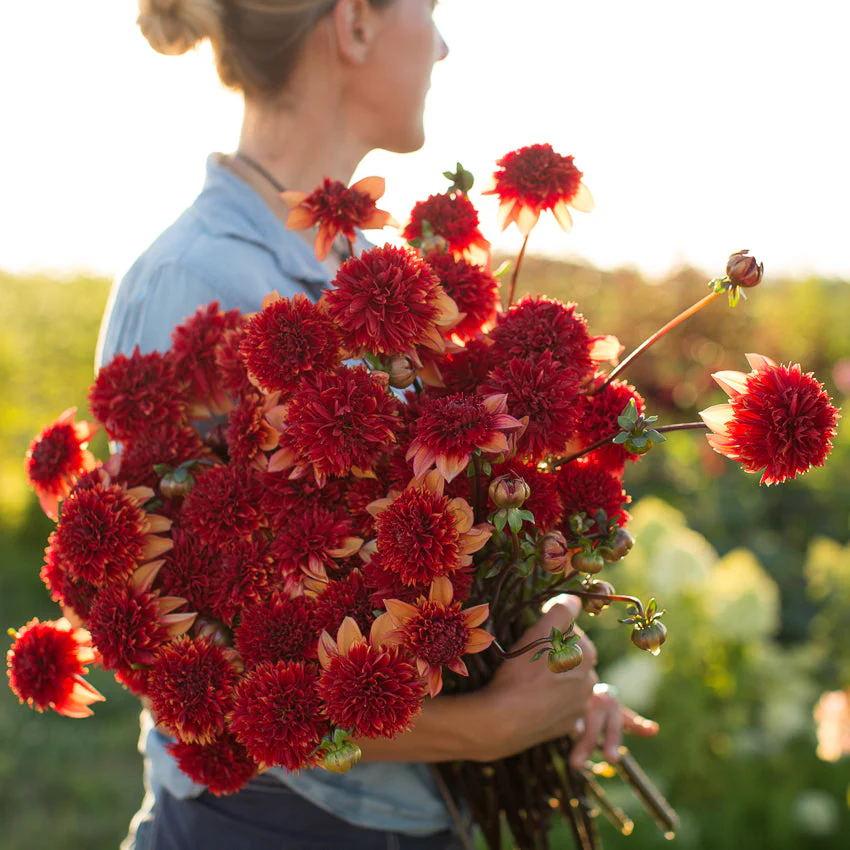 Dahlia Gitty Up