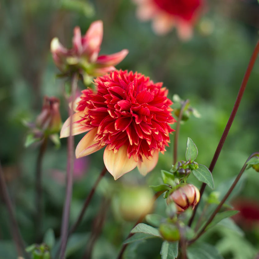Dahlia Gitty Up - Image 3