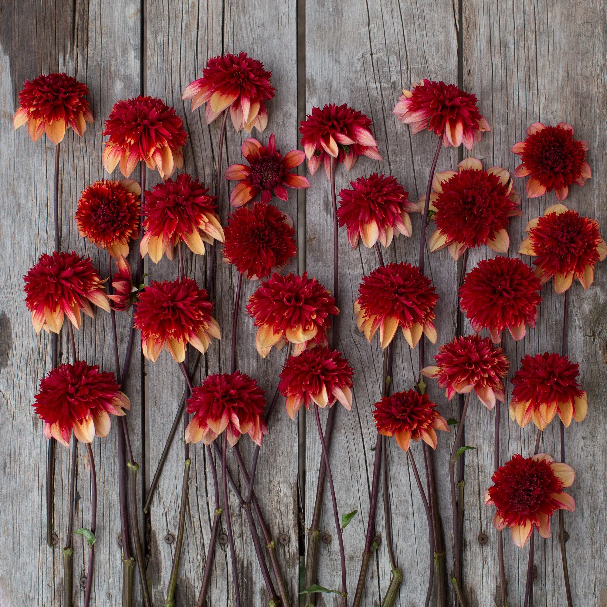 Dahlia Gitty Up - Image 5