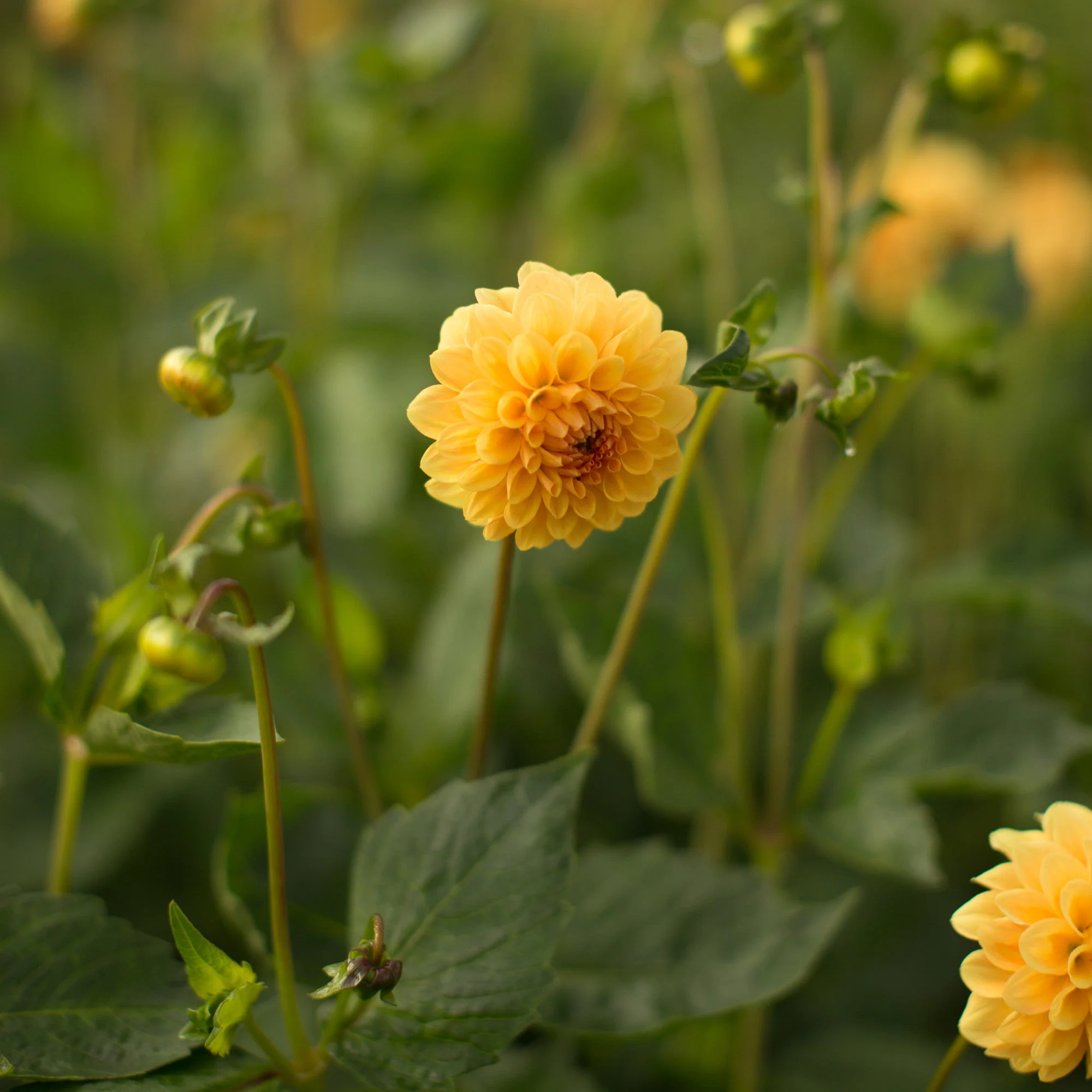 Dahlia Golden Scepter - Image 2