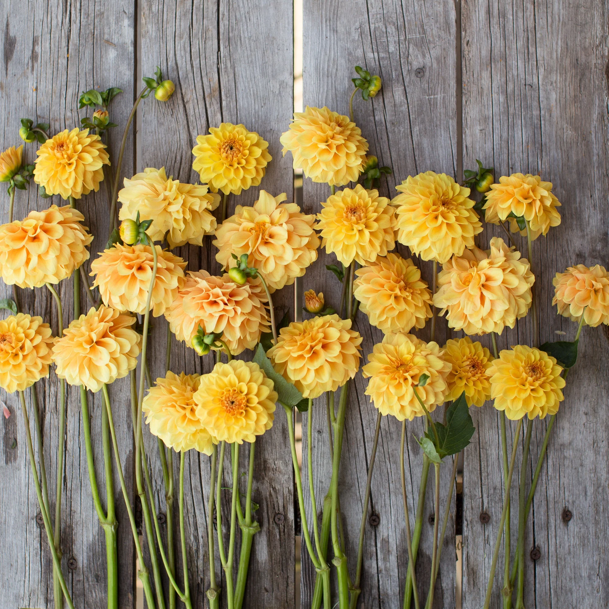 Dahlia Golden Scepter - Image 3