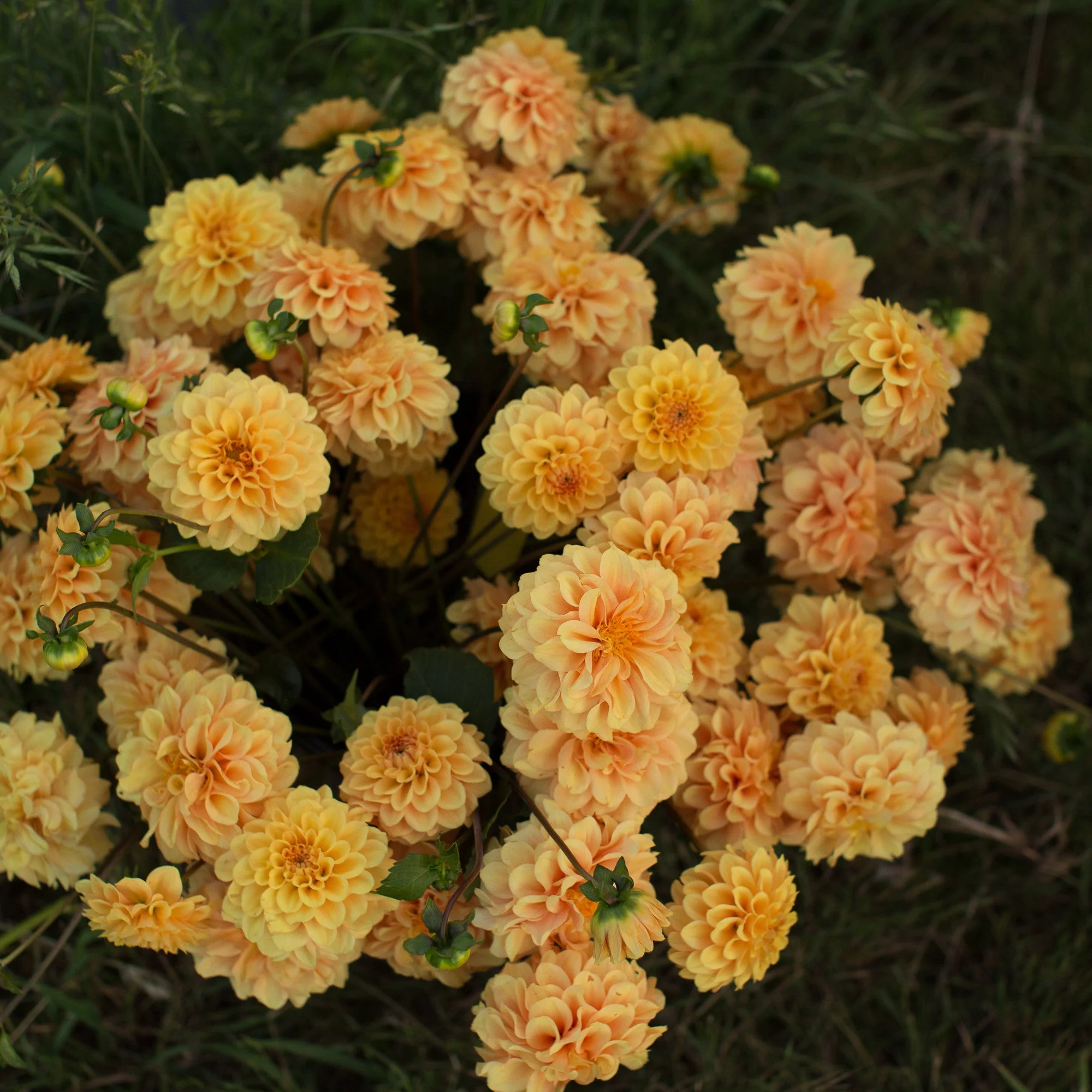 Dahlia Golden Scepter - Image 4