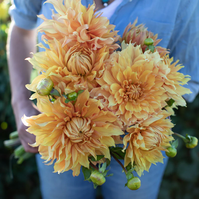 Dahlia Hamari Gold
