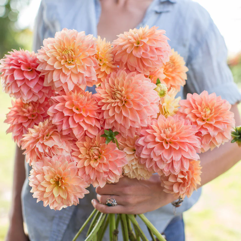 Dahlia Hamilton Lillian