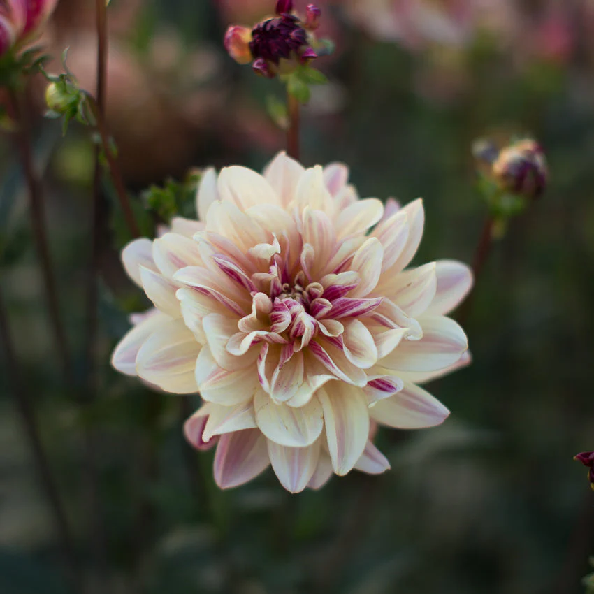 Dahlia Happy Butterfly - Image 3