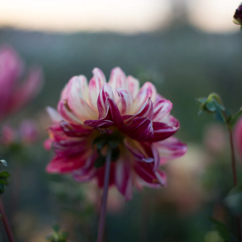 Dahlia Happy Butterfly - Image 4