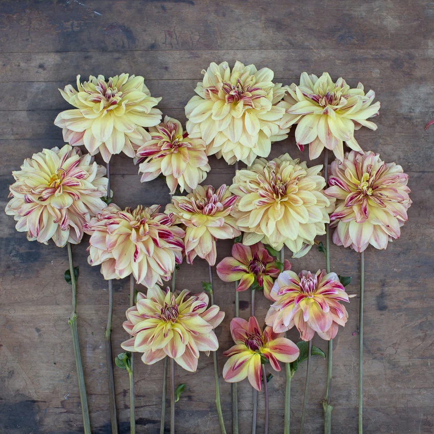 Dahlia Happy Butterfly - Image 5