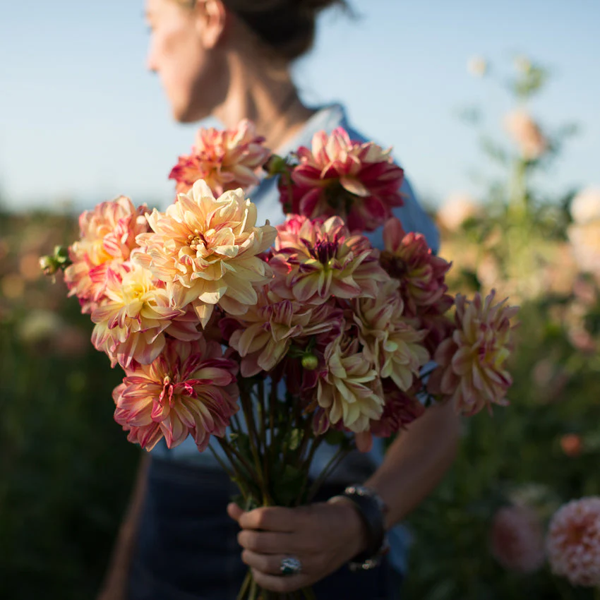 Dahlia Happy Butterfly - Image 6