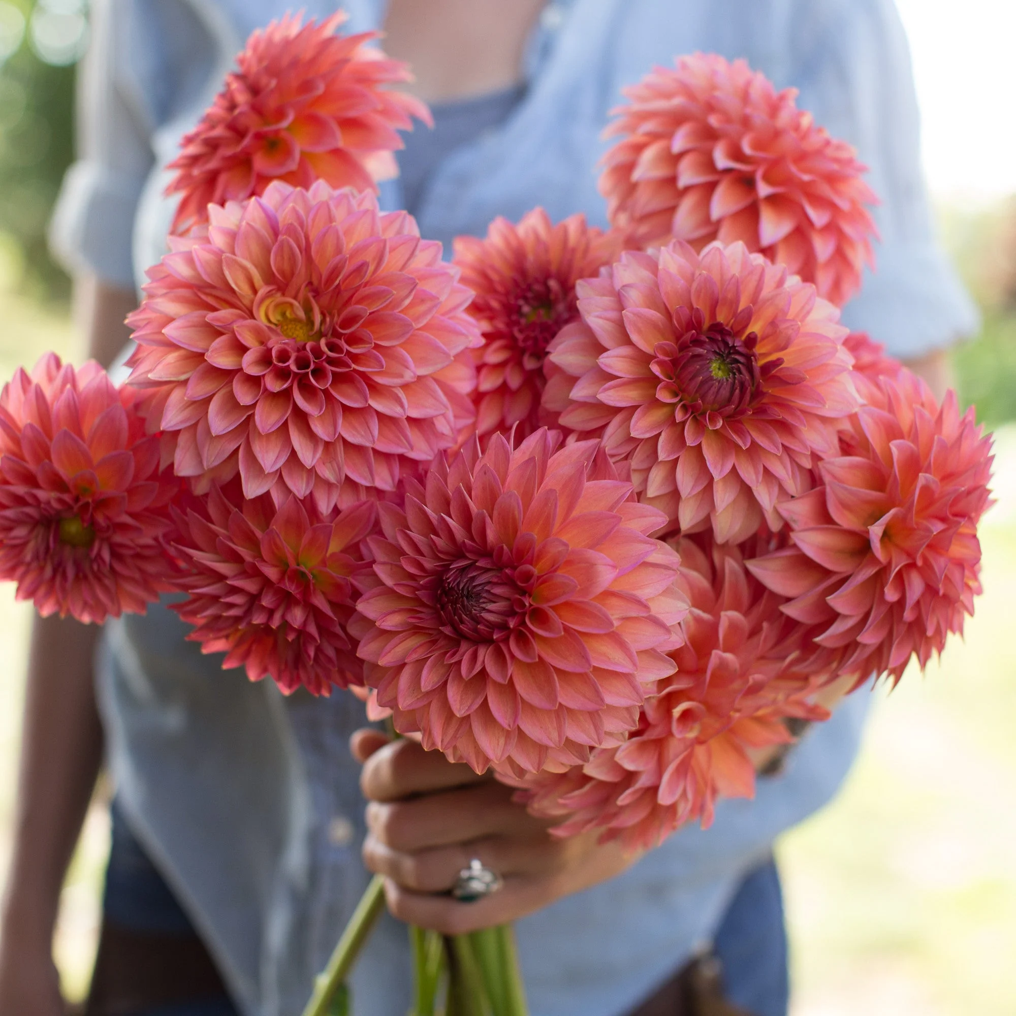 Dahlia Hillcrest Kismet