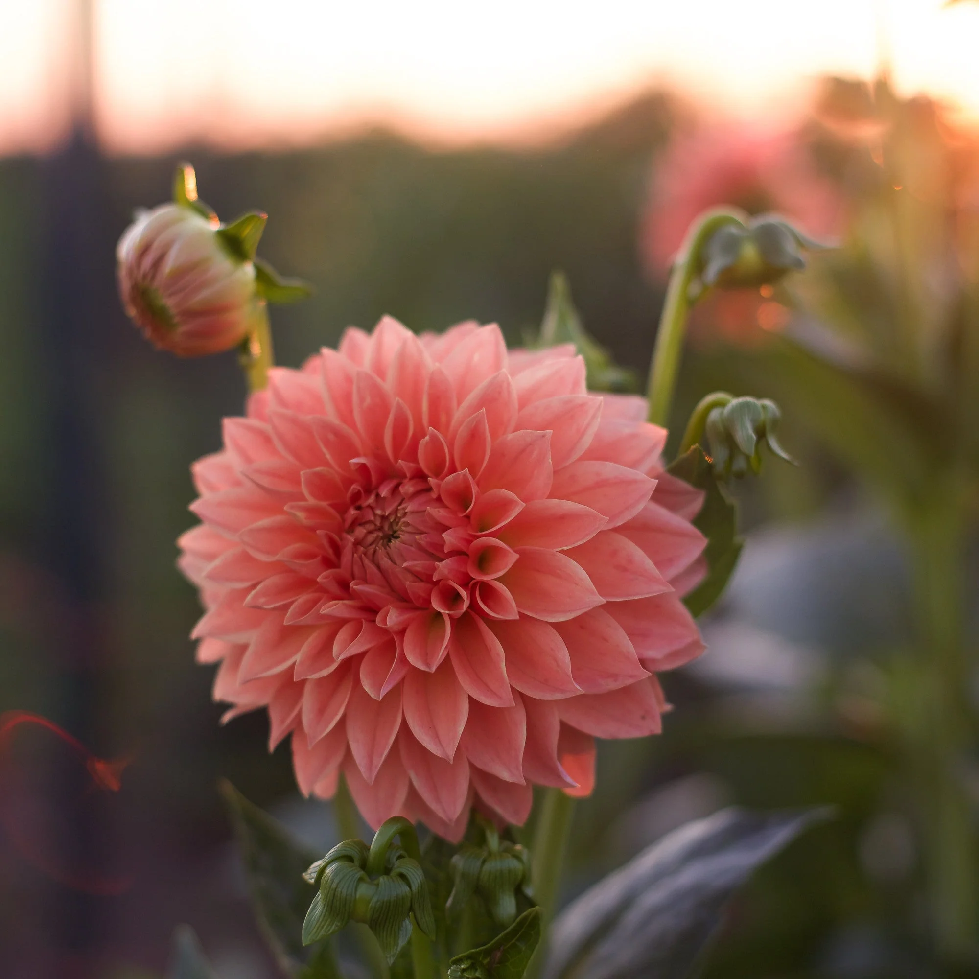 Dahlia Hillcrest Kismet - Image 2